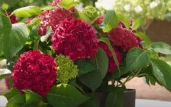 Red Sensation Hydrangea - 3 Gallon Pot -Garden Plant Shop hydrangea macrophylla red sensation 6