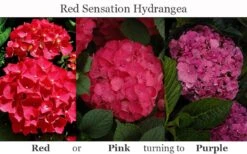 Red Sensation Hydrangea - 3 Gallon Pot -Garden Plant Shop hydrangea macrophylla red sensation 8