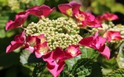 Teller Red Hydrangea - 1 Gallon Pot -Garden Plant Shop hydrangea macrophylla teller red 3