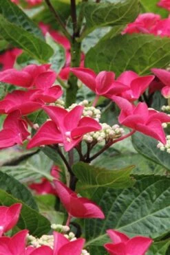 Teller Red Hydrangea - 1 Gallon Pot -Garden Plant Shop hydrangea macrophylla teller red 4