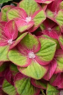 Tilt-A-Swirl Hydrangea - 3 Gallon Pot - SALE 15 Tilt-A-Swirl Hydrangea - 3 Gallon Pot - SALE -Garden Plant Shop hydrangea macrophylla tilt a swirl 4 1