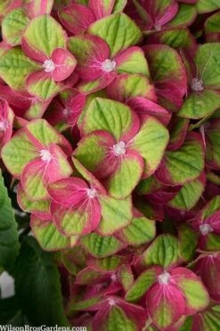 Tilt-A-Swirl Hydrangea - 3 Gallon Pot -Garden Plant Shop hydrangea macrophylla tilt a swirl 5