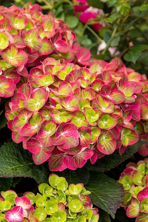 Tilt-A-Swirl Hydrangea - 3 Gallon Pot - SALE 5 Tilt-A-Swirl Hydrangea - 3 Gallon Pot - SALE - Image 5