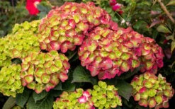 Tilt-A-Swirl Hydrangea - 3 Gallon Pot -Garden Plant Shop hydrangea macrophylla tilt a swirl 8