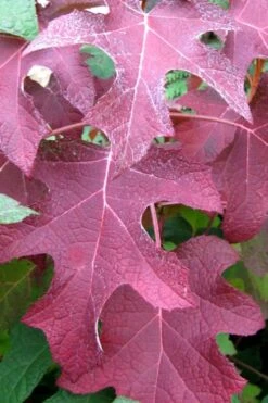 Oakleaf Hydrangea - 3 Gallon Pot 10 Oakleaf Hydrangea - 3 Gallon Pot -Garden Plant Shop hydrangea oakleaf fall color