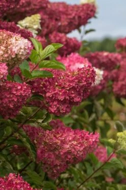Berry White Panicle Hydrangea - 3 Gallon Pot -Garden Plant Shop hydrangea paniculata berry white 5