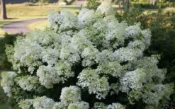 Bobo Hydrangea - 3 Gallon Pot -Garden Plant Shop hydrangea paniculata bobo 4