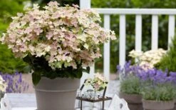 Early Evolution Hydrangea - 1 Gallon Pot -Garden Plant Shop hydrangea paniculata early evolution 2