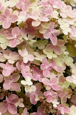 Early Evolution Hydrangea - 1 Gallon Pot -Garden Plant Shop hydrangea paniculata early evolution 3