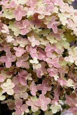 Early Evolution Hydrangea - 1 Gallon Pot -Garden Plant Shop hydrangea paniculata early evolution 4