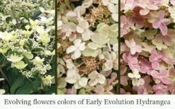 Early Evolution Hydrangea - 1 Gallon Pot -Garden Plant Shop hydrangea paniculata early evolution 5