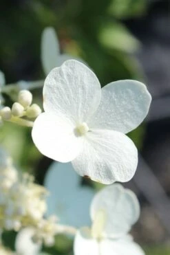 Kyushu Hydrangea - 3 Gallon Pot -Garden Plant Shop hydrangea paniculata kyushu 23