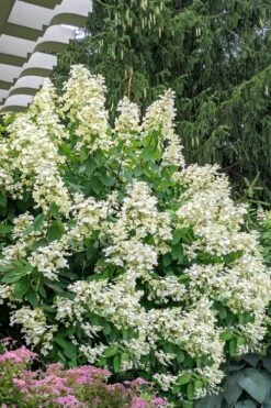Kyushu Hydrangea - 3 Gallon Pot -Garden Plant Shop hydrangea paniculata kyushu 7