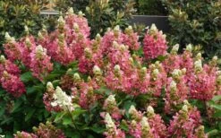 Flare Hydrangea - 3 Gallon Pot -Garden Plant Shop hydrangea paniculata lava lamp flare 11