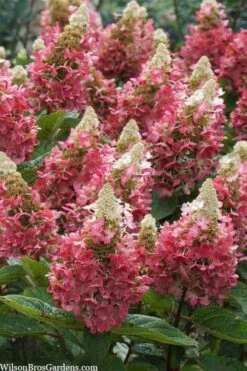 Flare Hydrangea - 3 Gallon Pot -Garden Plant Shop hydrangea paniculata lava lamp flare 3