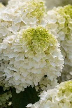 Little Hottie Hydrangea - 3 Gallon Pot -Garden Plant Shop hydrangea paniculata little hottie 1