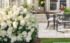 Little Hottie Hydrangea - 2.5 Gallon Pot -Garden Plant Shop hydrangea paniculata little hottie 5 1