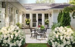 Little Hottie Hydrangea - 3 Gallon Pot -Garden Plant Shop hydrangea paniculata little hottie 7