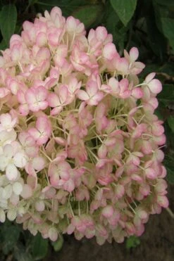 Little Hottie Hydrangea - 2.5 Gallon Pot -Garden Plant Shop hydrangea paniculata little hottie 9 1