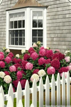 Little Lime Punch Hydrangea - 3 Gallon Pot -Garden Plant Shop hydrangea paniculata little lime punch 2
