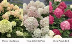 Little Lime Punch Hydrangea - 3 Gallon Pot -Garden Plant Shop hydrangea paniculata little lime punch 3