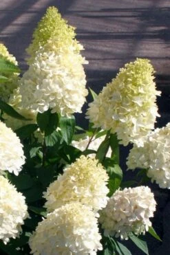 Sweet Summer Panicle Hydrangea - 3 Gallon Pot 10 Sweet Summer Panicle Hydrangea - 3 Gallon Pot -Garden Plant Shop hydrangea paniculata sweet summer 2