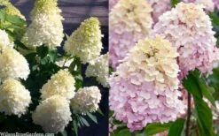 Sweet Summer Panicle Hydrangea - 3 Gallon Pot 9 Sweet Summer Panicle Hydrangea - 3 Gallon Pot -Garden Plant Shop hydrangea paniculata sweet summer 7