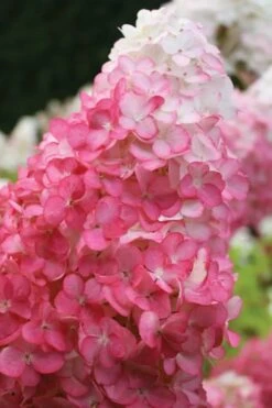 Vanilla Strawberry Hydrangea - 3 Gallon Pot -Garden Plant Shop hydrangea paniculata vanilla strawberry 20