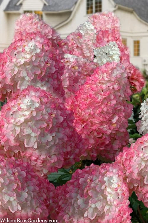 Vanilla Strawberry Hydrangea - 1 Gallon Pot 1 Vanilla Strawberry Hydrangea - 1 Gallon Pot