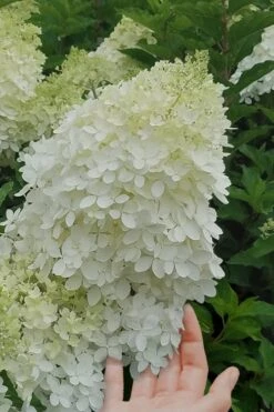Phantom Hydrangea - 2 Gallon Pot -Garden Plant Shop hydrangea phantom 20