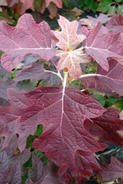 Gatsby Pink Oakleaf Hydrangea - 3 Gallon Pot -Garden Plant Shop hydrangea quercifolia gatsby pink 15