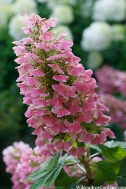 Gatsby Pink Oakleaf Hydrangea - 3 Gallon Pot -Garden Plant Shop hydrangea quercifolia gatsby pink 7