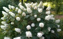Queen Of Hearts Oakleaf Hydrangea - 3 Gallon Pot -Garden Plant Shop hydrangea quercifolia queen of hearts 4