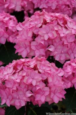 Let's Dance 'Can Do' Hydrangea - 2 Gallon Pot -Garden Plant Shop hydrangea serrata lets dance can do 2