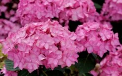 Let's Dance 'Can Do' Hydrangea - 3 Gallon Pot -Garden Plant Shop hydrangea serrata lets dance can do 3 1