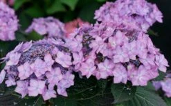 Let's Dance 'Can Do' Hydrangea - 3 Gallon Pot -Garden Plant Shop hydrangea serrata lets dance can do 7 1