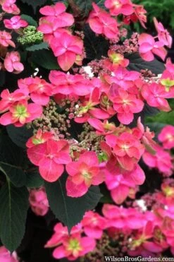 Tuff Stuff Red Mountain Hydrangea - 3 Gallon Pot -Garden Plant Shop hydrangea serrata tuff stuff red mountain 2