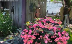 Tuff Stuff Red Mountain Hydrangea - 3 Gallon Pot -Garden Plant Shop hydrangea serrata tuff stuff red mountain 4