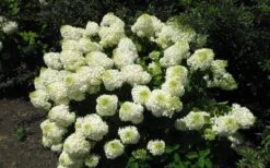 Silver Dollar Hydrangea - 1 Gallon Pot -Garden Plant Shop hydrangea silver dollar 2 1