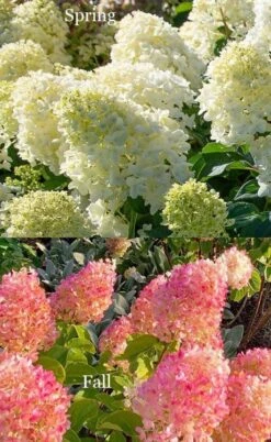 Silver Dollar Hydrangea - 3 Gallon Pot 8 Silver Dollar Hydrangea - 3 Gallon Pot -Garden Plant Shop hydrangea silver dollar 4