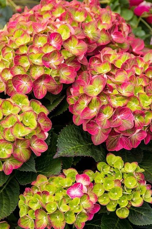 Tilt-A-Swirl Hydrangea - 3 Gallon Pot - SALE 6 Tilt-A-Swirl Hydrangea - 3 Gallon Pot - SALE - Image 6