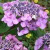 Twist-N-Shout Endless Summer Hydrangea - 3 Gallon Pot