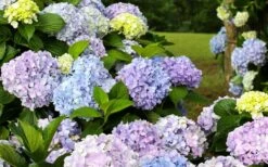 Dear Dolores Hydrangea - 1 Gallon Pot -Garden Plant Shop hydrangea20dear20delores 1