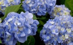 Dear Dolores Hydrangea - 3 Gallon Pot -Garden Plant Shop hydrangea20dear20delores202 2