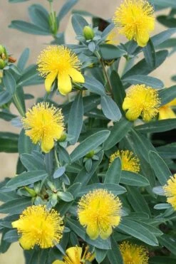 Blue Velvet St. Johns Wort (Hypericum Kalmianum) - 3 Gallon Pot -Garden Plant Shop hypericum kalmianum blue velvet st johns wort 2