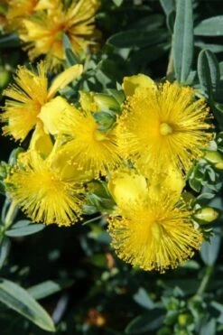 Blue Velvet St. Johns Wort (Hypericum Kalmianum) - 3 Gallon Pot -Garden Plant Shop hypericum lamianum blue velvet st johns wort 1