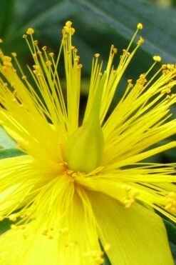 Blue Velvet St. Johns Wort (Hypericum Kalmianum) - 3 Gallon Pot -Garden Plant Shop hypericum lamianum blue velvet st johns wort 2