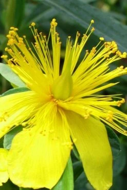 Blue Velvet St. Johns Wort (Hypericum Kalmianum) - 3 Gallon Pot -Garden Plant Shop hypericum lamianum blue velvet st johns wort 3