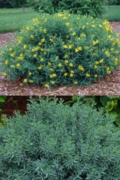 Blue Velvet St. Johns Wort (Hypericum Kalmianum) - 3 Gallon Pot -Garden Plant Shop hypericum lamianum blue velvet st johns wort 5
