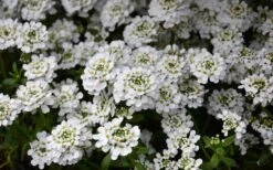 Snowflake Candy Tuft - 1 Gallon Pot -Garden Plant Shop iberis sempervirens snowflake candytuft 1